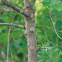 Prickly Ash