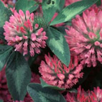 Red Clover