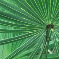 Saw Palmetto