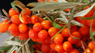 Sea Buckthorn