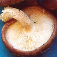 Shiitake