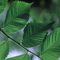 Slippery Elm