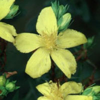 St. John’s Wort