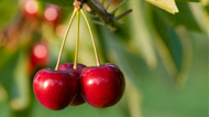 Tart Cherry