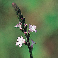 Vervain