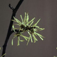 Witch Hazel