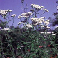 Yarrow