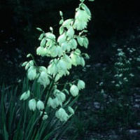 Yucca