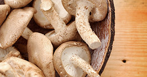 Medicinal Mushrooms