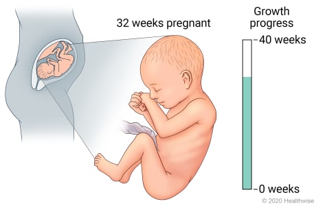 Fetus in uterus, with detail of development at 32 weeks pregnant