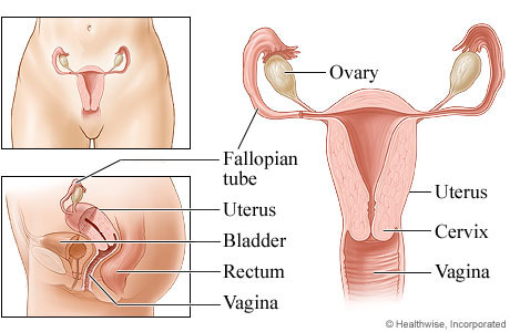 Female reproductive system.