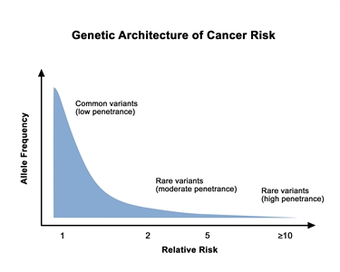 Graph shows relative risk on the x-axis and allele frequency on the y-axis. A line depicts the general finding of a low relative risk associated with common, low-penetrance genetic variants and a higher relative risk associated with rare, high-penetrance genetic variants.