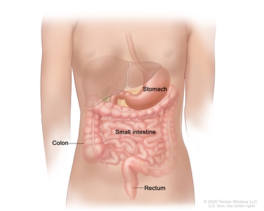 Drawing of the gastrointestinal tract showing the stomach, small intestine, colon, and rectum.