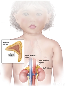 Anatomy of the adrenal gland; drawing of the abdomen showing the left and right adrenal glands, the left and right kidneys, and major blood vessels. Also shown is an inset of an adrenal gland showing the adrenal cortex and the adrenal medulla.