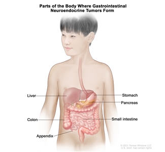 Drawing of the gastrointestinal tract showing the liver, stomach, pancreas, small intestine, colon, and appendix.