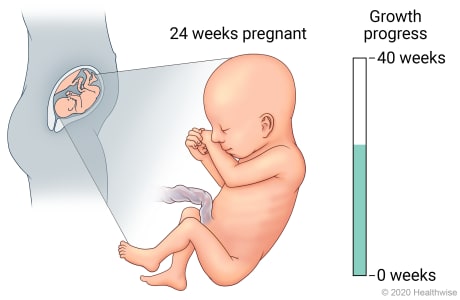 Fetus in uterus, with detail of development at 24 weeks pregnant