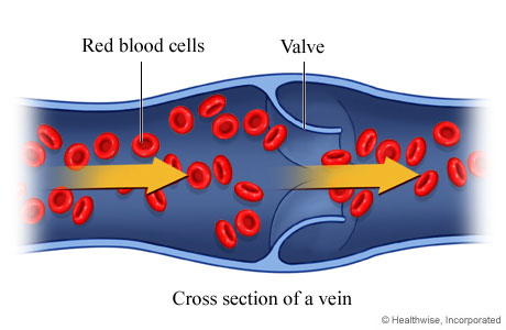 Picture of red blood cells