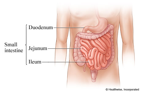 Parts of the small intestine