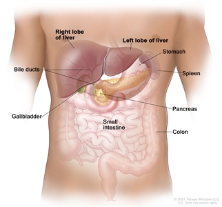 Anatomy of the liver; drawing shows the right and left lobes of the liver. Also shown are the bile ducts, gallbladder, stomach, spleen, pancreas, small intestine, and colon.