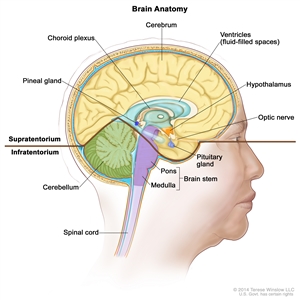 Drawing of the inside of the brain showing the supratentorium (the upper part of the brain) and the infratentorium (the lower back part of the brain). The supratentorium includes the cerebrum, ventricles (fluid-filled spaces), choroid plexus, hypothalamus, pineal gland, pituitary gland, and optic nerve. The infratentorium includes the cerebellum and brain stem (pons and medulla). The spinal cord is also shown.