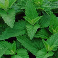 Catnip
