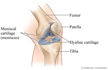 Normal knee joint Normal knee joint