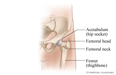 Normal hip joint Normal hip joint