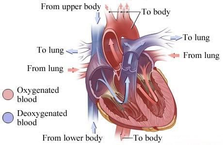 Picture of heart anatomy (blood flow)