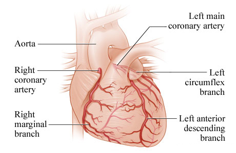 Heart and coronary arteries