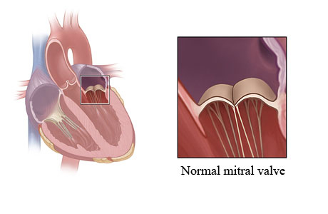 Location of mitral valve in heart showing normal valve