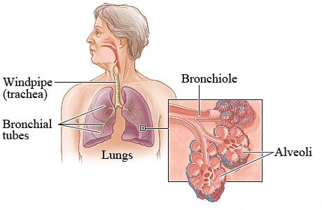 Picture of the airways inside the lungs