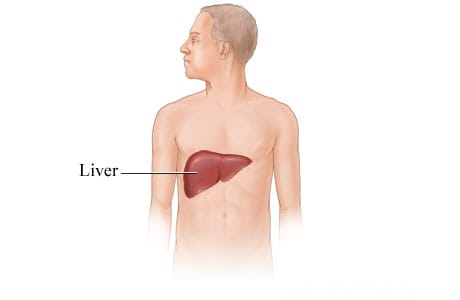 The liver and its location in the body.