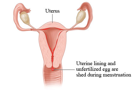 Menstrual cycle: Uterine lining is shed
