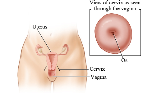 Cervix.