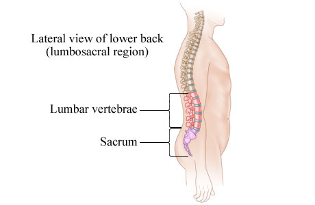 Picture of the lumbosacral region of the spine (lower back)