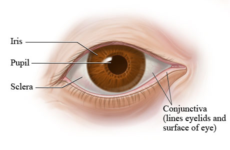 Parts of the eye (outer view)