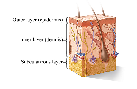 Cross section of the skin