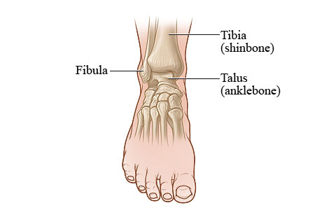Front view of the ankle