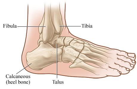 Side view of the ankle