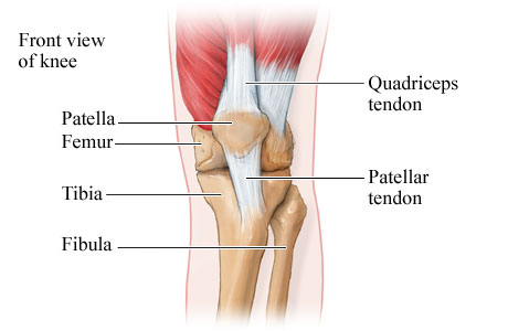Front view of the bones and tendons of the knee