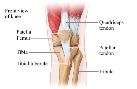 Picture of the bones and tendons of the knee