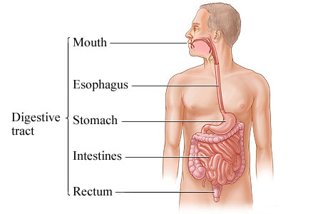 The digestive tract.
