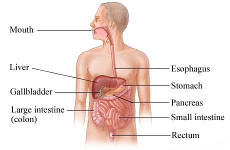 The digestive system.