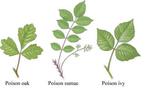 Leaves of poison oak, sumac, and ivy