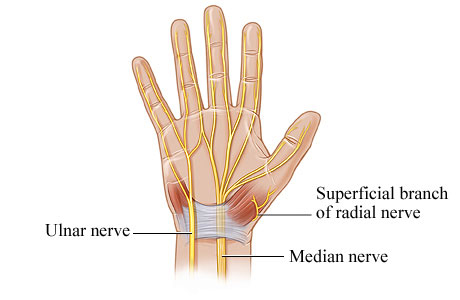 Nerves of the hand