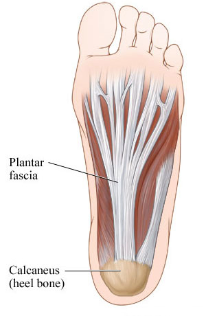Plantar fascia (ligament in foot): Bottom view