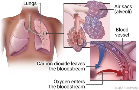 Lungs in chest, with detail of air sacs (alveoli) and exchange of oxygen and carbon dioxide in blood.
