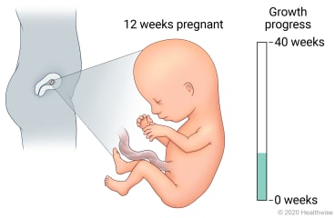 Fetus in uterus, with detail of development at 12 weeks pregnant, showing progress in 40-week growth chart.