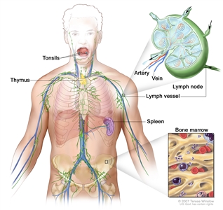 Lymphatic system; drawing shows the lymph vessels and lymph organs, including the lymph nodes, tonsils, thymus, spleen, and bone marrow. Also shown is the small intestine (one site of mucosal-associated lymphoid tissue). There are also two pullouts: one showing a close up of the inside structure of a lymph node and the attached artery, vein, and lymph vessels with arrows showing how the lymph (clear, watery fluid) moves into and out of the lymph node, and another showing a close up of bone marrow with blood cells.