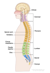 Anatomy of the spine; drawing shows a side view of the spine, including the cervical spine (C1-C7), thoracic spine (T1-T12), lumbar spine (L1-L5), sacral spine (S1-S5), and the coccyx (tailbone). Also shown are the spinal cord, vertebra (back bone), conus medullaris (the end of the spinal cord), cauda equina (the bundle of spinal nerves that extend beyond the conus medullaris), and a lumbar disc. The clivus (a bone at the base of the skull near the spinal cord) is also shown.
